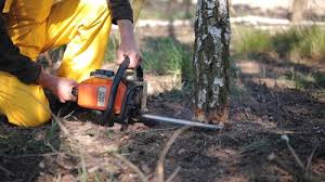 Best Commercial Tree Services  in Caldwell, ID