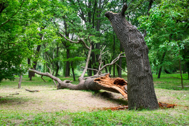 How Our Tree Care Process Works  in  Caldwell, ID