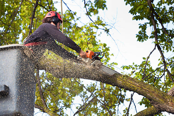 Lawn Watering Services in Caldwell, ID