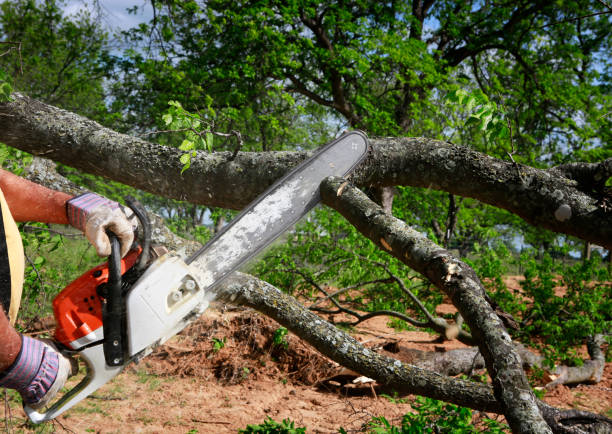 Caldwell, ID Tree Care Company