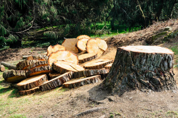 Best Tree Cabling and Bracing  in Caldwell, ID